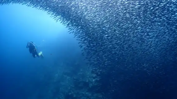 Discover diving scuba diving in Cebu, Philippines (2 Hours) [1 diving at the diving Entrance (Mactan Island)]