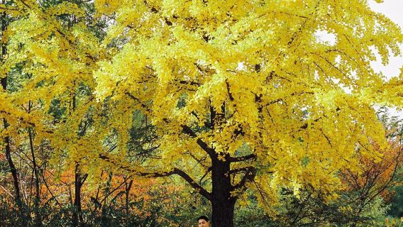 鄂州西山風景区旅行写真【ウェディングフォトマイクロムービー航空写真/ウェディングフォト/メイクと衣料品&アクセサリー/カスタマイズチャーター車ガイド】