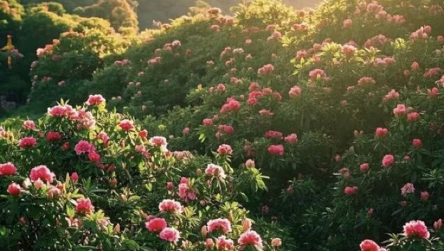 【春季限定】畢節百里杜鵑+甲秀樓一日遊（獨立成團-專車接送）