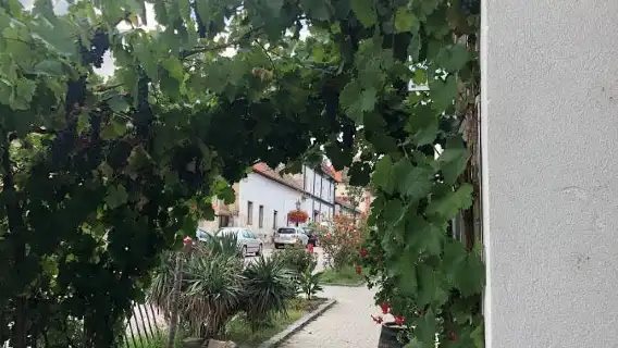 Degustation of organic wines tour from Bratislava