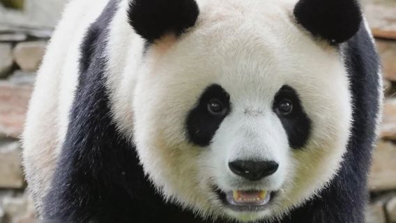 Excursion à la demi-journée en groupe privé à la base de recherche sur l'élevage du panda géant de Chengdu - incluant un guide touristique - billet d'entrée - véhicule avec chauffeur - service de transfert depuis l'hôtel