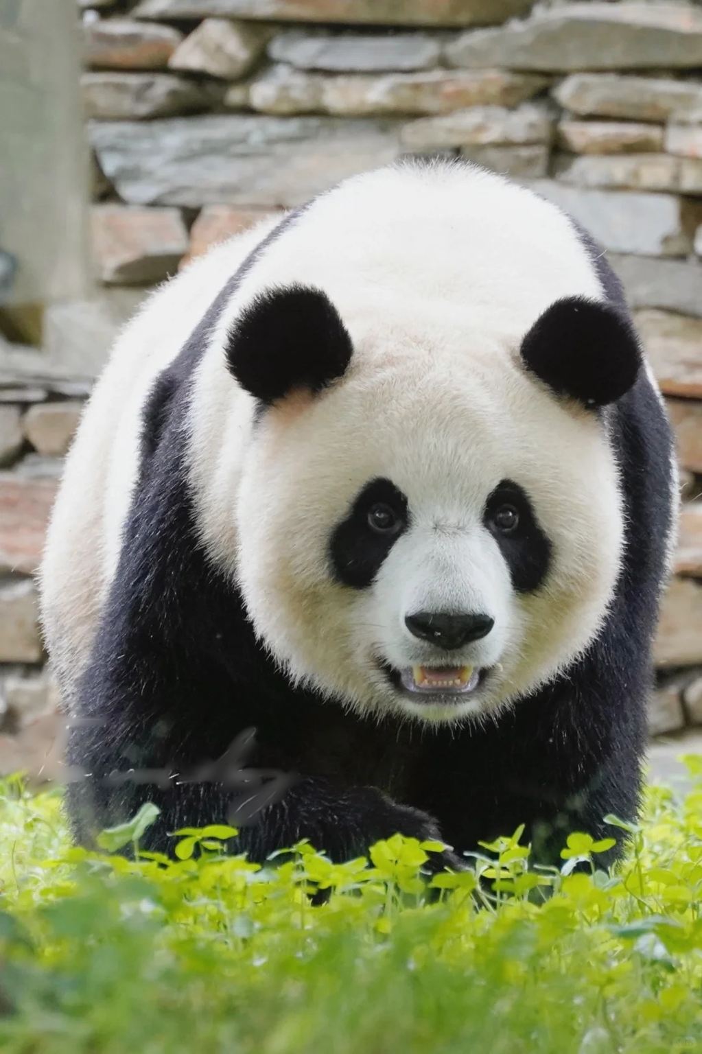 Chengdu Research Base of Giant Panda Breeding private half-day tour - includes guide, admission ticket, driver and vehicle, hotel transfer service