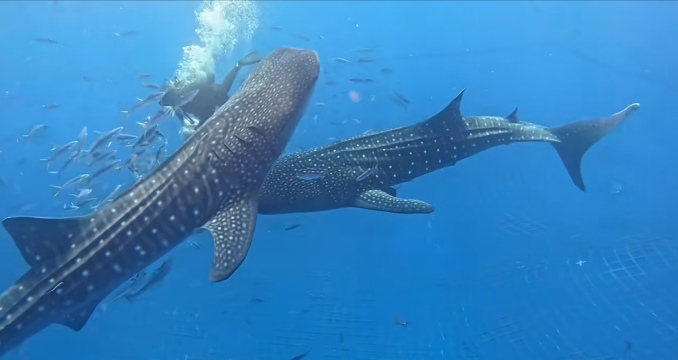 日本沖繩・與鯨鯊同遊【與鯨鯊浮潛・深潛・持證潛水】｜中文服務