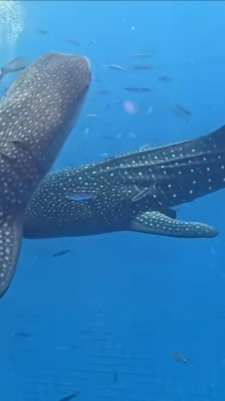 Swim with Whale Sharks in Okinawa, Japan [Snorkeling, Scuba Diving, Certified Diving] | Chinese Service Available