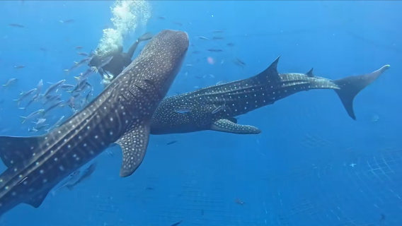 Swim with Whale Sharks in Okinawa, Japan [Snorkeling, Scuba Diving, Certified Diving] | Chinese Service Available