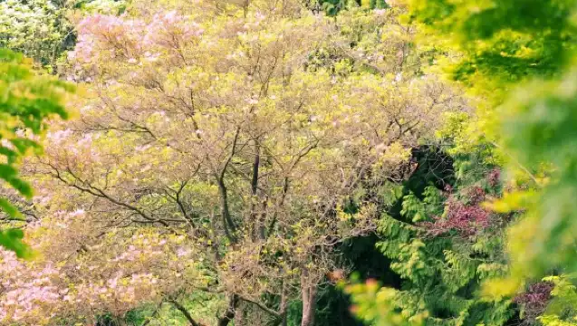 Vancouver VanDusen Botanical Garden + Gastown + Lynn Canyon Suspension Bridge + Sunset Beach day tour