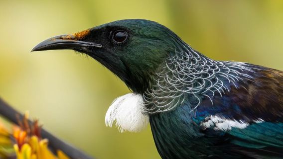 Franz Josef: Half-Day Guided Tour to Okarito
