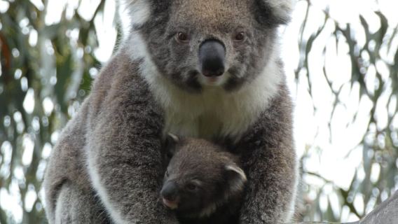 Мельбурн: Великая океанская дорога и тур по дикой природе для любителей пешего туризма