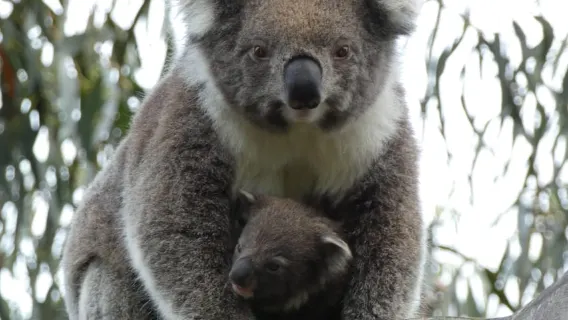 Melbourne: Great Ocean Road & Wildlife Tour for Backpackers