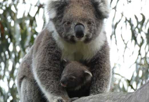 Melbourne: Great Ocean Road & Wildlife Tour for Backpackers AUD 126.13