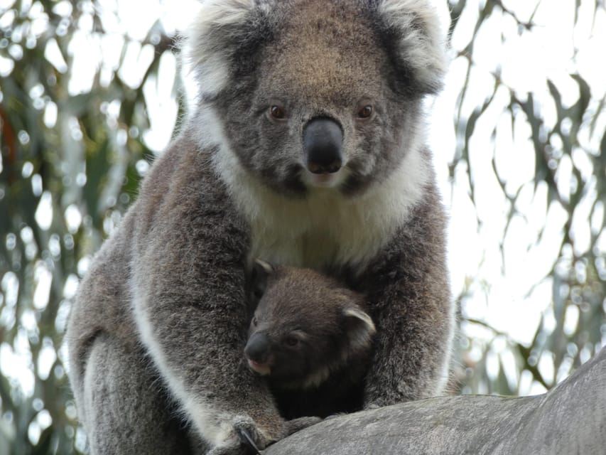 Melbourne: Tour della Great Ocean Road e della fauna selvatica per backpacker