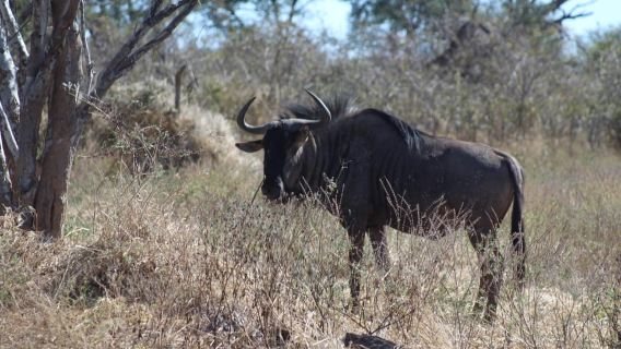 From Maun: Moremi Game Reserve Tour