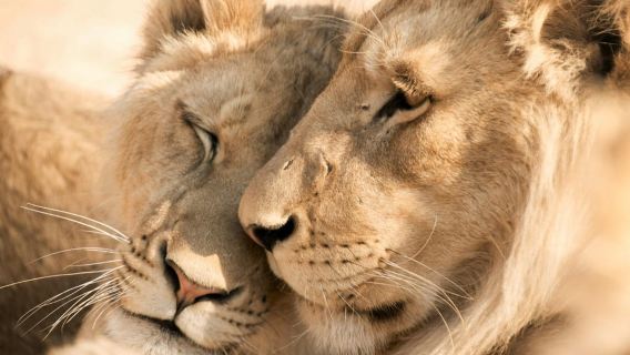 Hazyview: Chuyến tham quan Safari trọn ngày tại Công viên Quốc gia Kruger