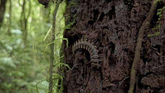 Santa Elena: passeggiata guidata privata nella riserva della foresta nebulosa