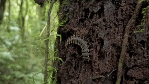Santa Elena: Caminata guiada privada en la Reserva del Bosque Nuboso