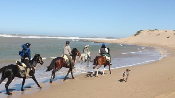 Da Essaouira: passeggiata a cavallo di 1 ora