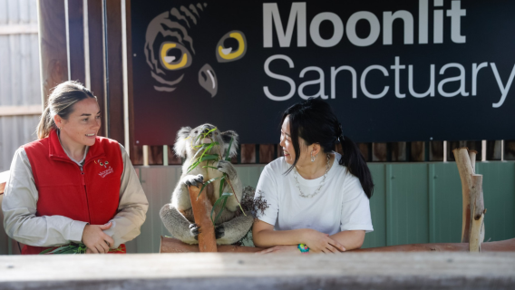 Entrada al Parque de Conservación de Vida Silvestre Moonlit Sanctuary - Moonlit Sanctuary Wildlife Conservation Park Ticket