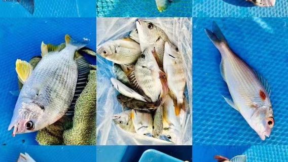 Excursión de pesca en lancha de 2 horas a la bahía de Qing'ao, isla de Nan'ao, Shantou [Barco compartido/alquiler disponible + cañas de pescar y cebo incluidos]