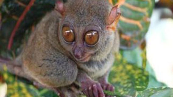 Excursión de un día por tierra a las Colinas de Chocolate y el río Loboc en la Isla de Bohol, Filipinas