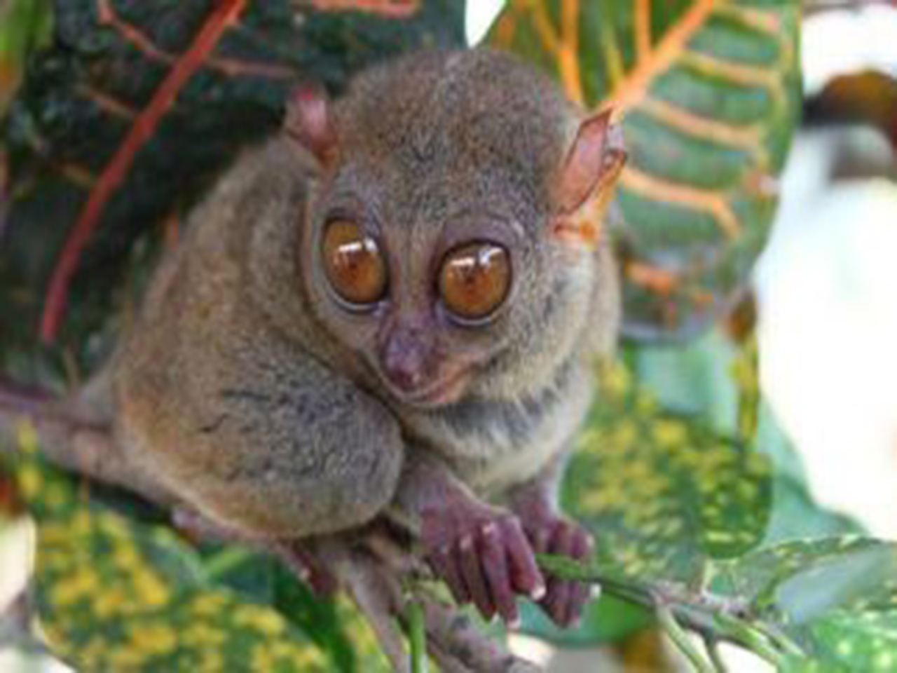 ฟิลิปปินส์ เกาะโบโฮล ช็อคโกแลตฮิลล์ แม่น้ำโลบอค ทัวร์ 1 วันบนบก