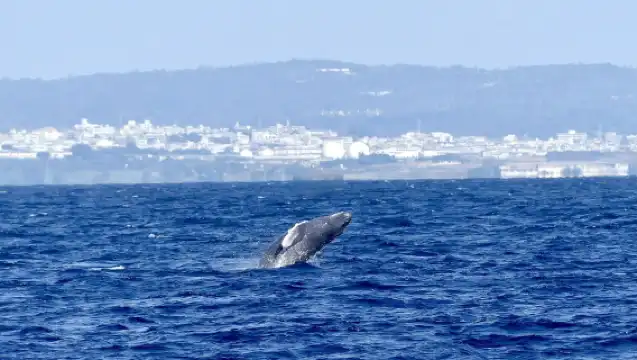 ทัวร์ล่องเรือชมปลาวาฬและโลมาในโอ๊คแลนด์ นิวซีแลนด์ การเดินทางเพื่อค้นพบปลาวาฬและโลมา