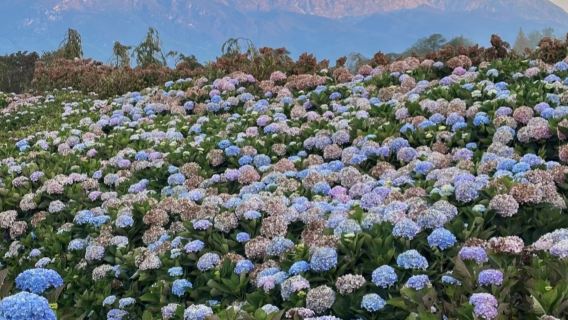 Auf den Spuren von Miyazakis Sommer: Ein magisches Tagesabenteuer mit schneebedeckten Bergen, Blumenmeeren, verborgenen Seen und nächtlicher Altstadtromantik