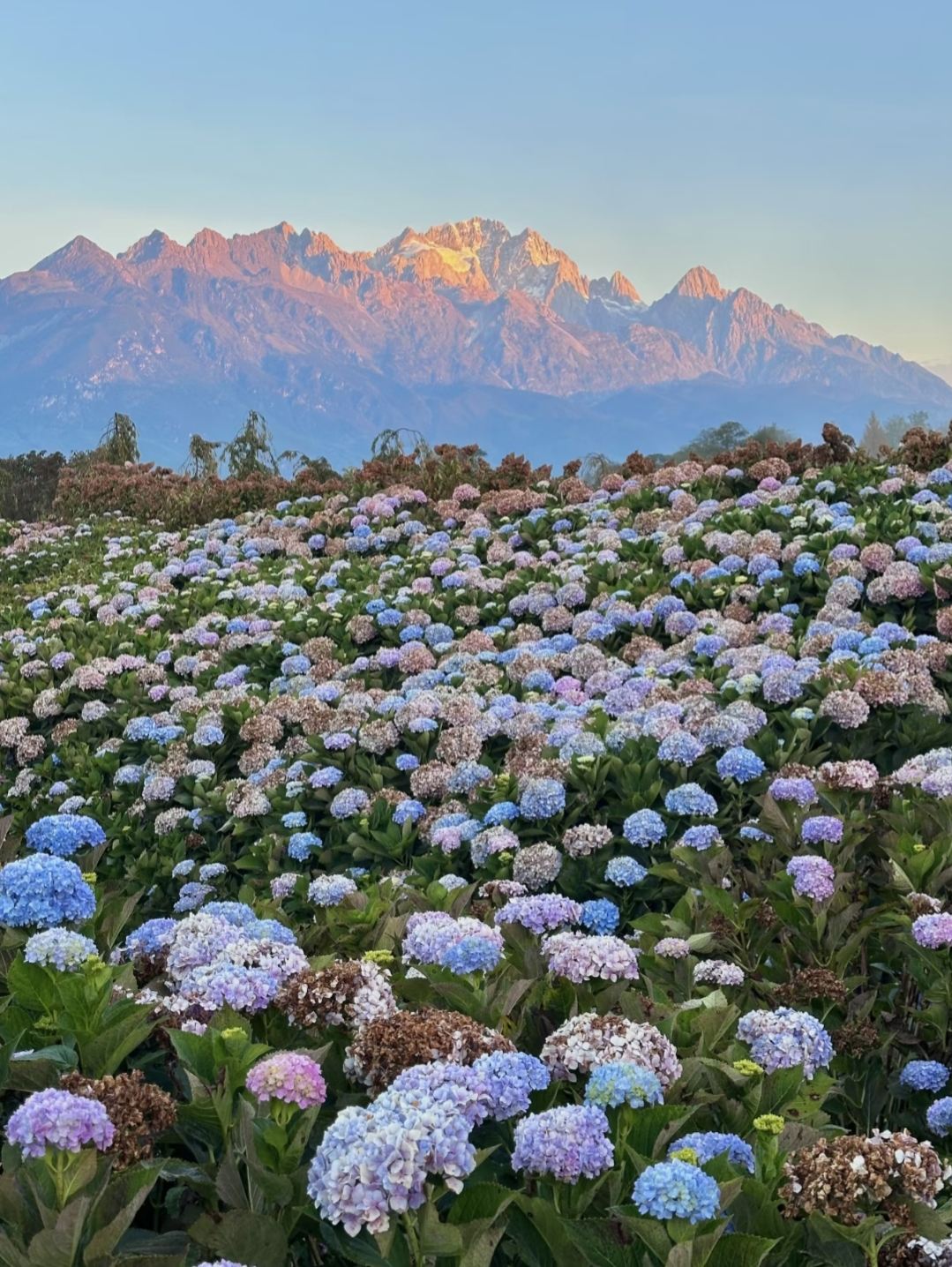 Auf den Spuren von Miyazakis Sommer: Ein magisches Tagesabenteuer mit schneebedeckten Bergen, Blumenmeeren, verborgenen Seen und nächtlicher Altstadtromantik