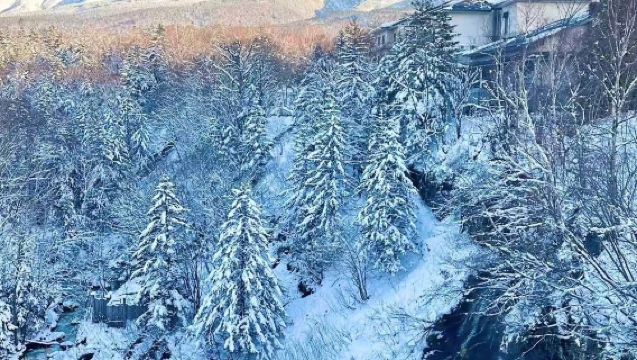 北海道人氣景點一日遊｜旭川動物園&網紅樹&白鬚瀑布&美瑛青池