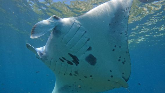 Nusa Penida Manta Ray Schnorcheln & Kelingking Beach Tagesausflug
