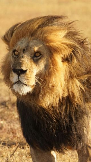 Botswana|1-day tour to Chobe National Park