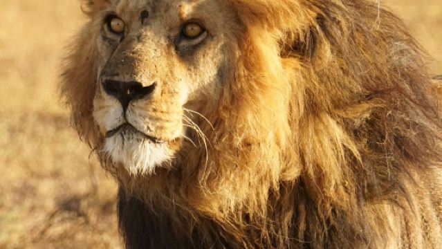 บอตสวานา|ทัวร์ 1 วัน ที่อุทยานแห่งชาติโชเบ