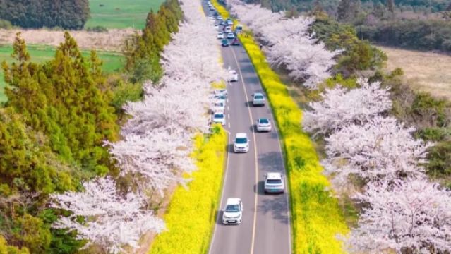 濟州西南線一日遊|賞櫻花|追海豚|柱狀節理帶|小羊肖恩|涯月