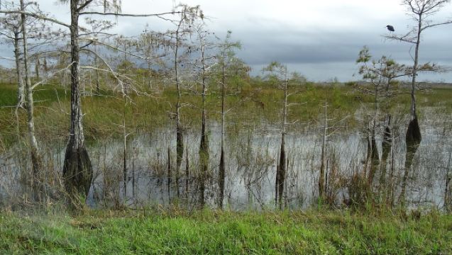 Lawatan Sehari ke Miami + Taman Negara Everglades di Amerika [Sewaan Peribadi dengan Pemandu Berbahasa Cina]