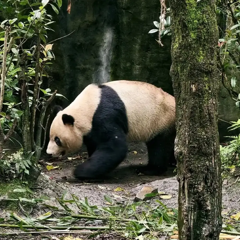 Dujiangyan panda valley live guide [2-hour private tour | Chinese
