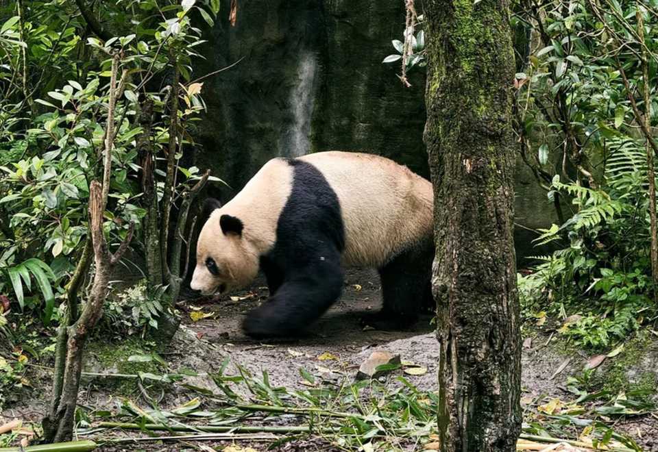 Dujiangyan panda valley live guide [2-hour private tour | Chinese