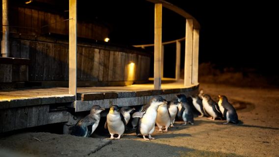 Melbourne: Phillip Island Penguin Parade and Seal Cruise