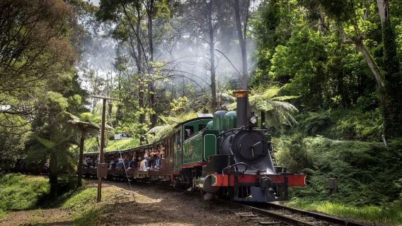 Australia Melbourne perjalanan satu hari (Pengalaman kereta api uap retro + Pengamatan dekat penguin kecil + Kunjungan ganda ke alam ekologi)