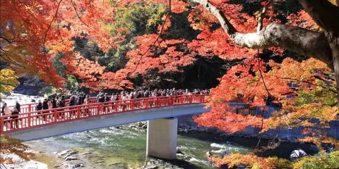 日本名古屋三重一日遊|東海首屈一指的紅葉勝地「香嵐溪」&日本最大規模燈飾「名花之鄉」【名古屋出發】