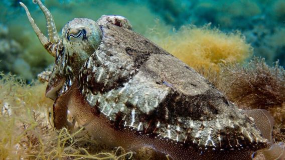Menorca: Scuba diving baptism from a boat in the Reserva Marina del Norte