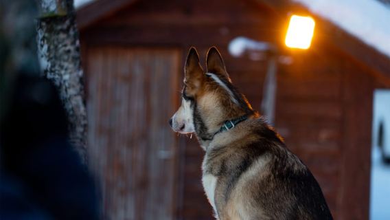 De Tromsø: Aventura Divertida e Fácil de Trenó Puxado por Cães