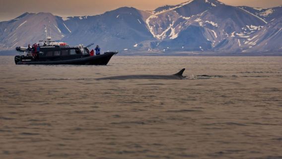 Tromsø: Orca and Whale Watching Heated Boat Trip