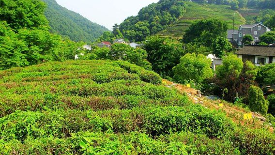 HangzhouTours