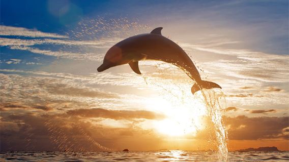 Bohol : observation des dauphins, plongée avec tuba à Balicasag et excursion d'une journée de pêche