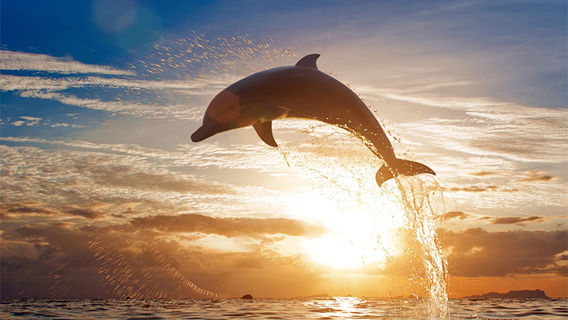 Bohol IslandTours