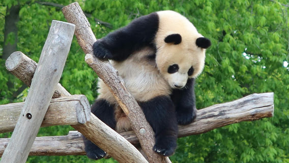 ChengduTur Satu Hari