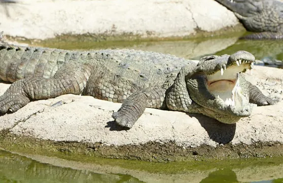 托雷莫里斯鱷魚公園：入場門票長者