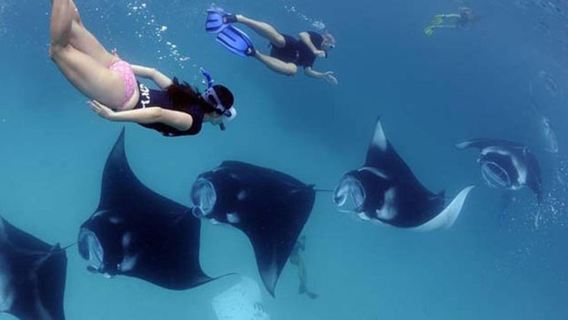 Nusa Penida: Tour lặn biển nhóm 3-4 điểm có hướng dẫn viên