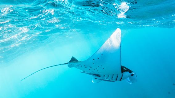 Nusa Penida: Snorkeling in 3-4 punti tra cui Manta Bay