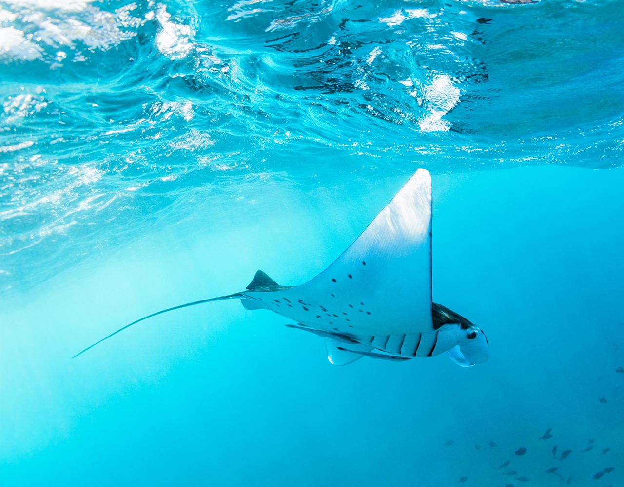 Nusa Penida : Snorkeling 3-4 spots with Manta Bay