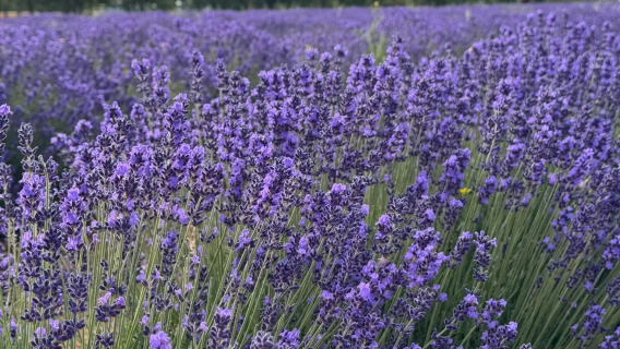 法國普羅旺斯薰衣草一日遊馬賽出發【專車上門接送/行程可調】